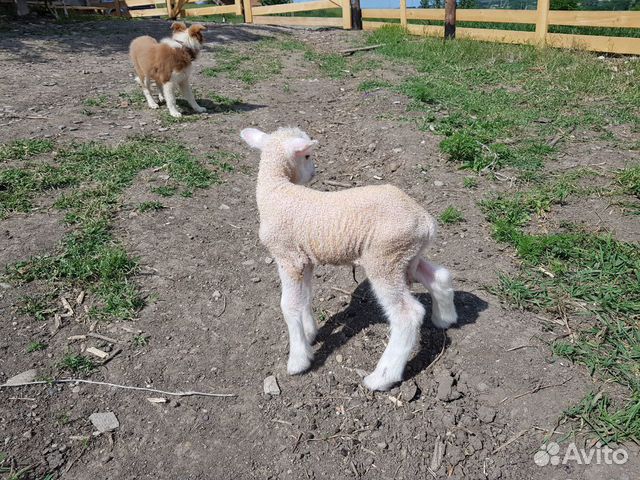 Ягнята, овцы, бараны купить на Зозу.ру - фотография № 3