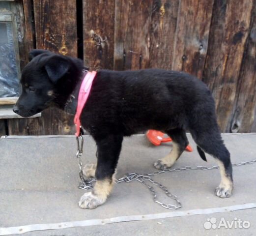 В дар найденный щенок купить на Зозу.ру - фотография № 8