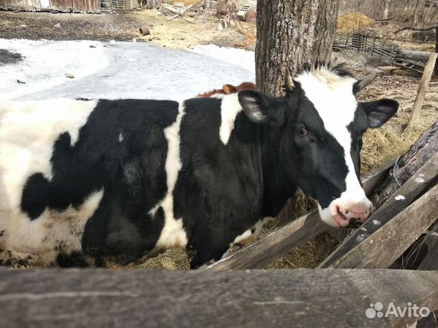 Корова Телка купить на Зозу.ру - фотография № 4