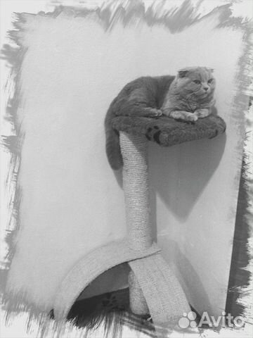 Британские Вислоухие котята купить на Зозу.ру - фотография № 7
