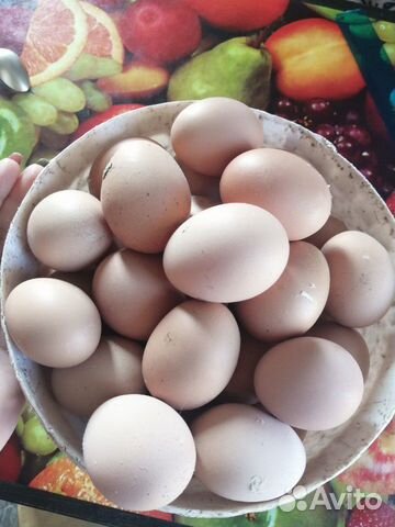 Яйцо куриное инкубационное купить на Зозу.ру - фотография № 4