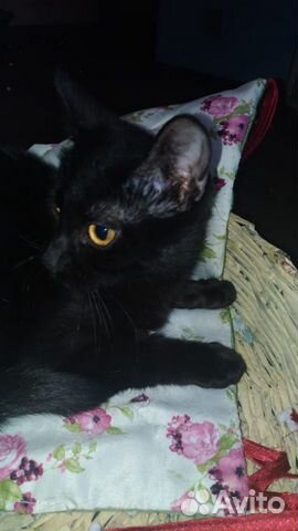 Черная кошка Черная кошка