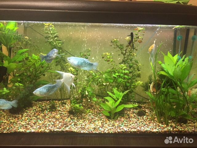Аквариум