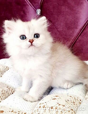 Британский котик Британский котик