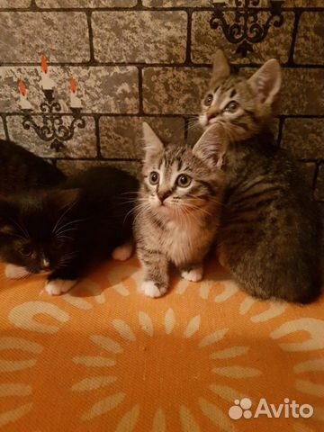 Котята в добрые руки Котята в добрые руки