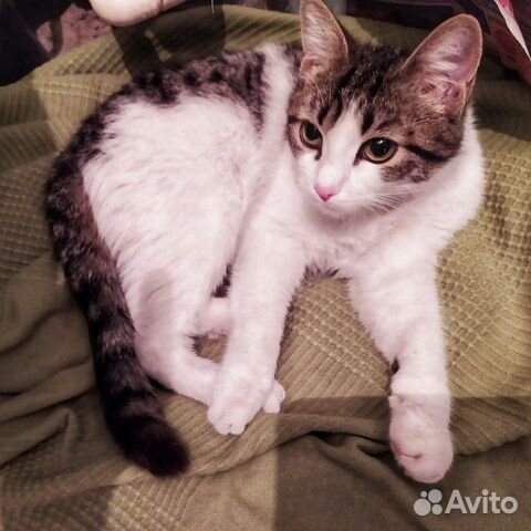 Котенок, 8 месяцев, девочка Котенок, 8 месяцев, девочка