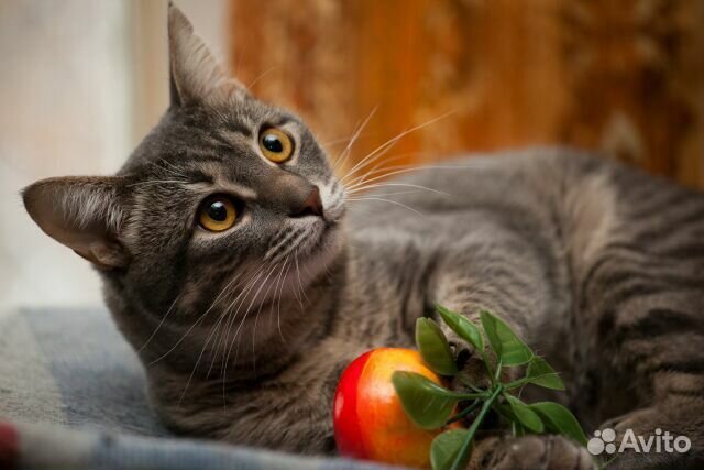 В дар котик Филя