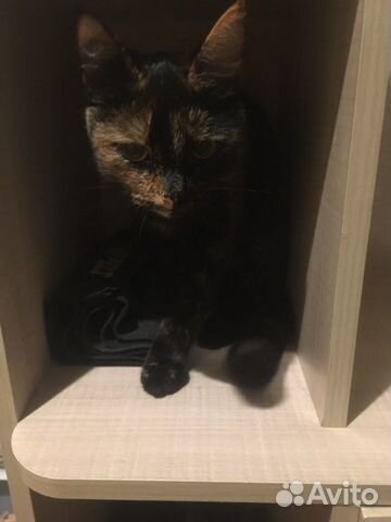 Кошка Кошка