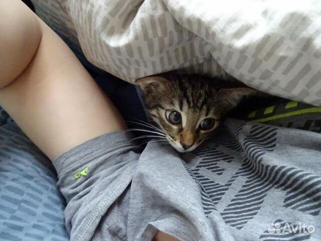 Котик в добрые заботливые любящие руки