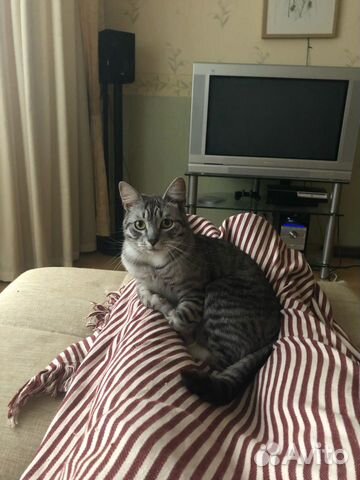 Харизматичный котик в добрые руки