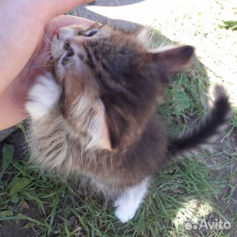 Котята 1,5-2 месяца