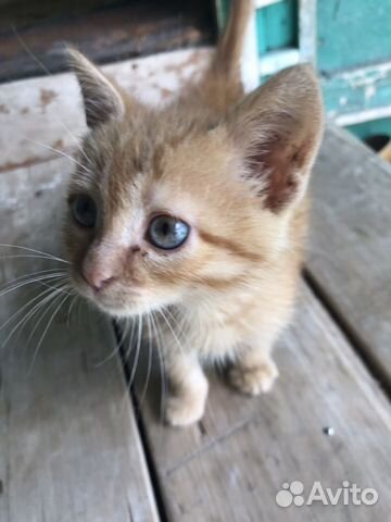 Кошка 1 месяц
