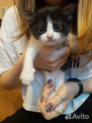 Кошка Кошка