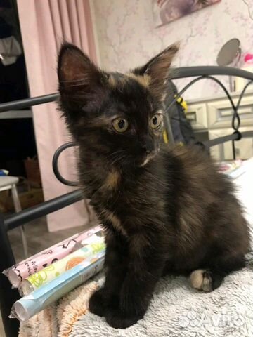 Котенок девочка Котенок девочка