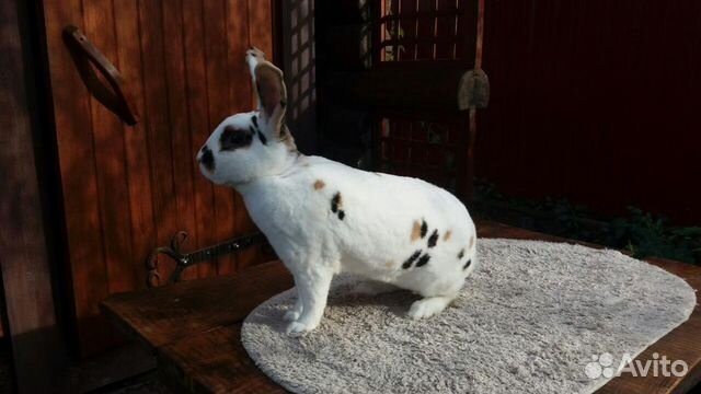 Кролики породы рэкс+сатин