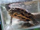 Красноухая черепаха 18см