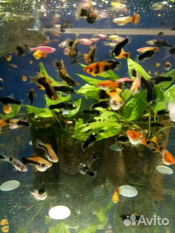 Рыбка. Разводня