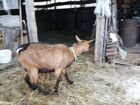 Чешская коза объявление продам