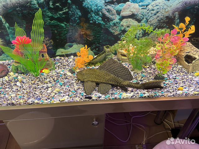 Аквариум 350 литров с тумбой