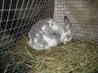 Кролики,крольчата объявление продам