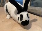 Кролик немецкий пестрый строкач объявление продам
