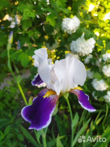 Ирисы бородатые сорт 