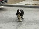 Найдена собака Комсомольский парк объявление продам