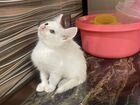 Котенок белый объявление продам