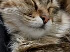 Сибирская кошка вязка