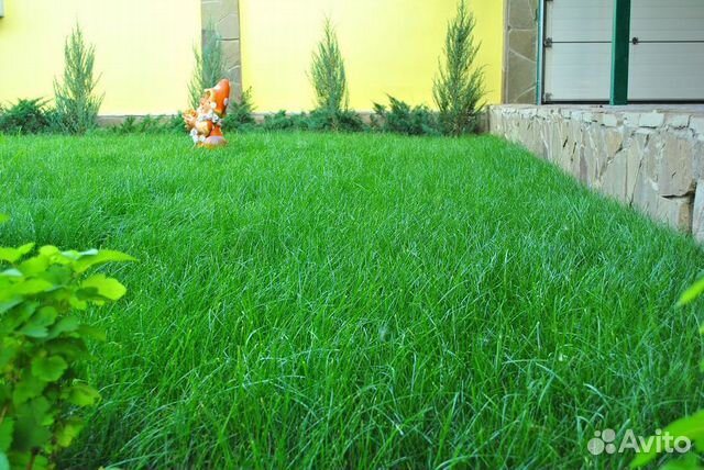 Семена газона