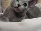 Котик породы русская голубая объявление продам