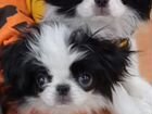 Чудесные щенки японского хина объявление продам