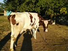 Корова дойная объявление продам