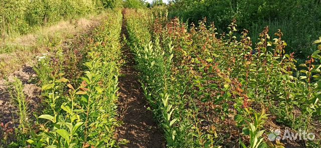 Саженцы абрикоса