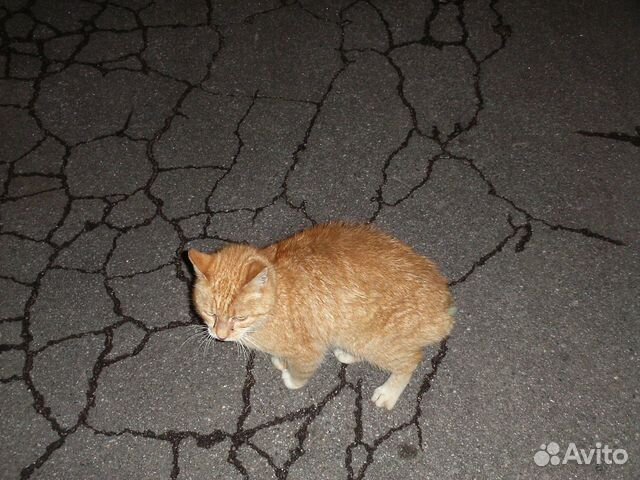 Помогите пристроить кошку