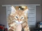 Мейн-кун кот объявление продам