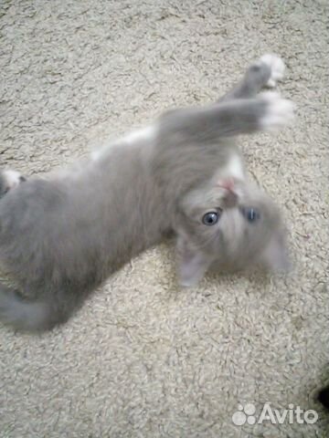 Котята в добрые руки бесплатно