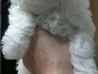 Болонка мальтийская щенок 3 месяца объявление продам