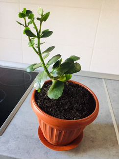 Каланхоэ цветущий