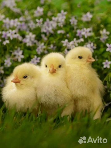 Цыплята бройлеры, несушка, индюшата