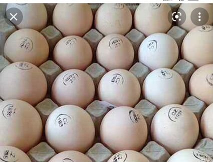 Инкубационное яйцо