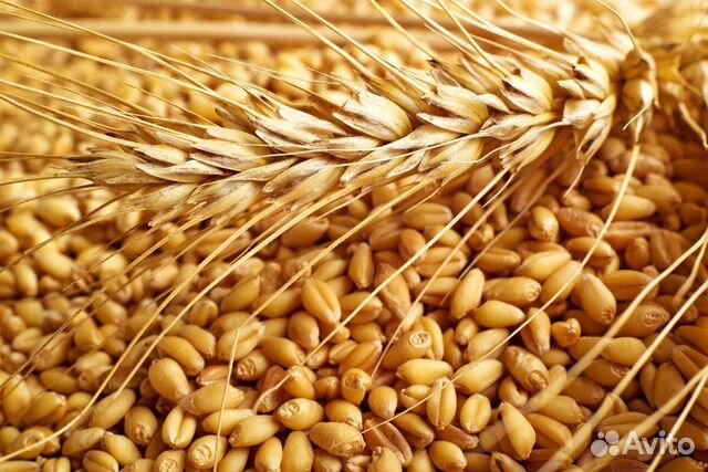 Пшеница, шрот, овес зерновые культуры