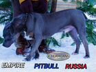 Pitbull XL голубой щенок объявление продам