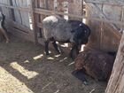 Ягнята и овцы объявление продам