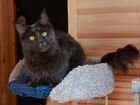 Голубой котик мейн кун 1год в частный дом объявление продам