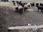Овцы Бараны ягнята объявление продам