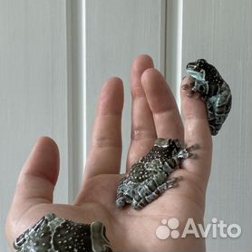 Обзор аквапарка "Московская лягушка" на Вентспилсском пляже