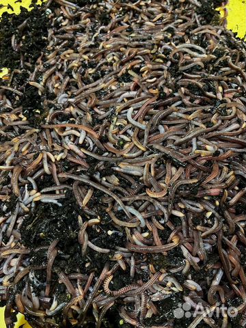 Черви дендробена для рыбалки