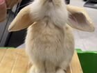 Вислоухие карликовые кролики с клеткой объявление продам