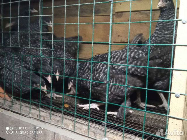 Инкубационное яйцо мехеленской кукушки